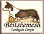 Beitshemesh Cardigan Corgis