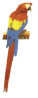 SA Bird