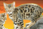Bushveld Bengal