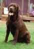Kennel Union Of Southern Africa